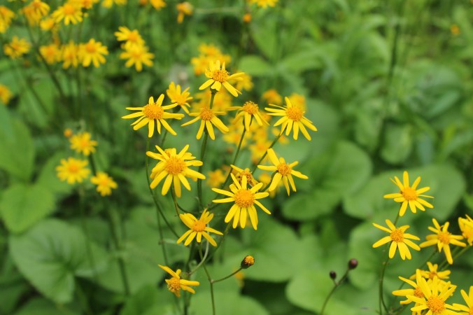 Seed Starting Basics for a Practical&nbsp;Garden