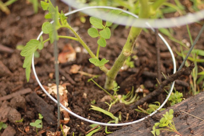 How to Prune Tomato&nbsp;Plants