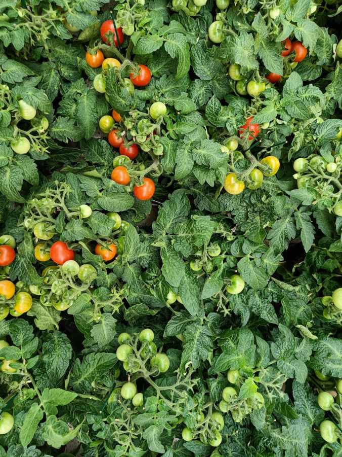 How to Shop for Tomato Seeds | Growing Heirloom Tomatoes at Home