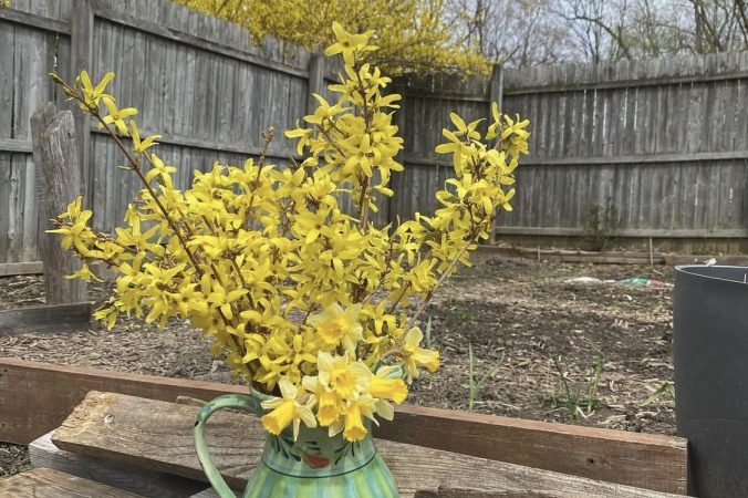 Phenology | The art of Listening to Nature to Plant your&nbsp;Garden