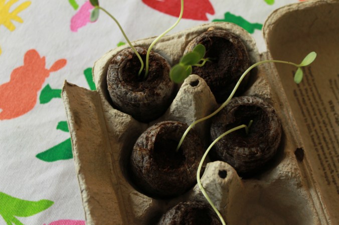 Starting Seeds with Recycled&nbsp;Containers