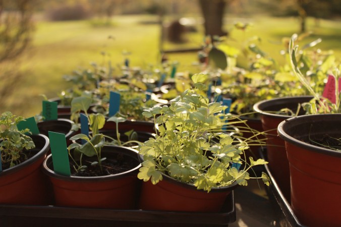 Mixing Flowers and Herbs to create a Cottage Garden&nbsp;Bed
