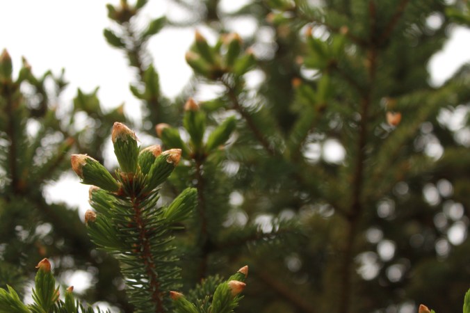 Spruce Tip Syrup | Stovetop Method | Cottage Pantry Recipe