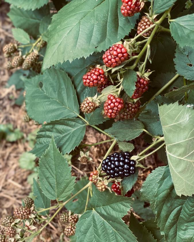 Growing Berries at Home | Practical Fruit Bushes for Home&nbsp;Gardeners