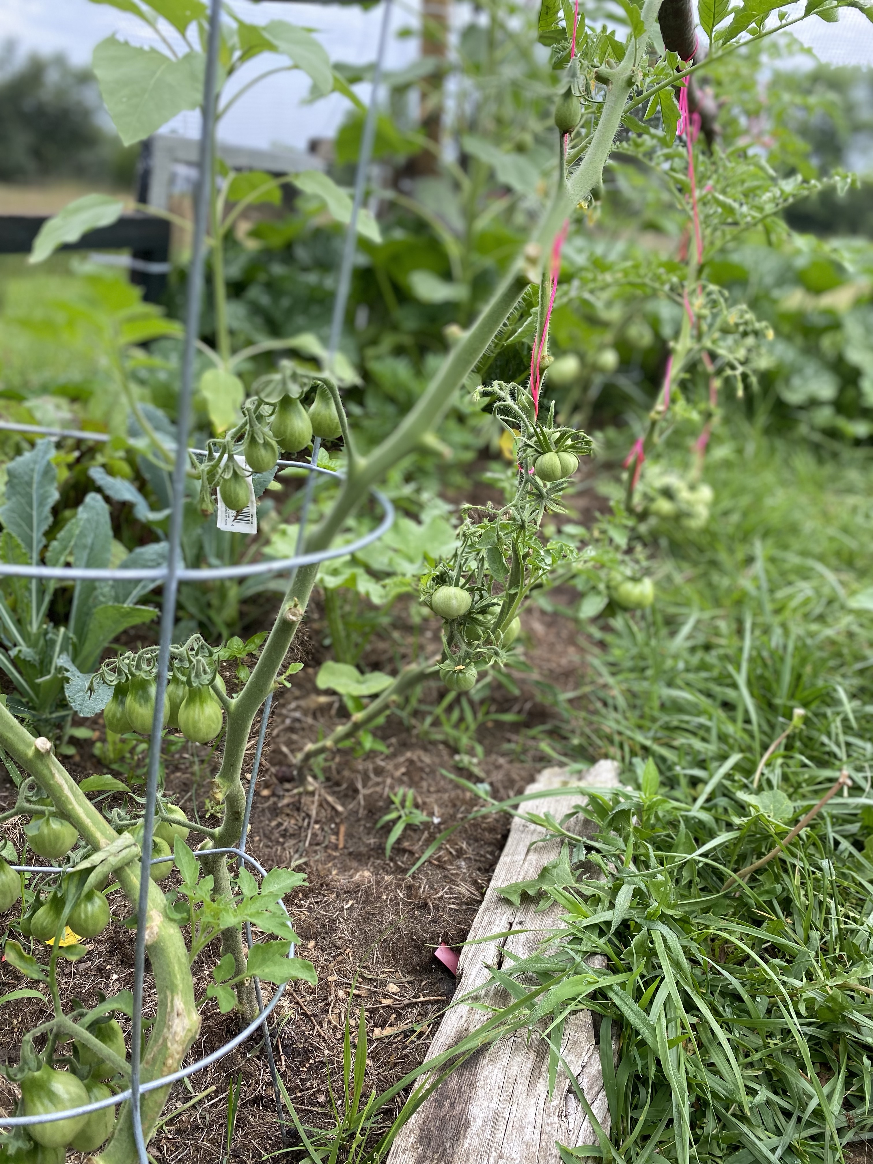 Tomato Companion Plants | Permaculture Garden Bed Tomato Companion Plants | Permaculture Garden Bed