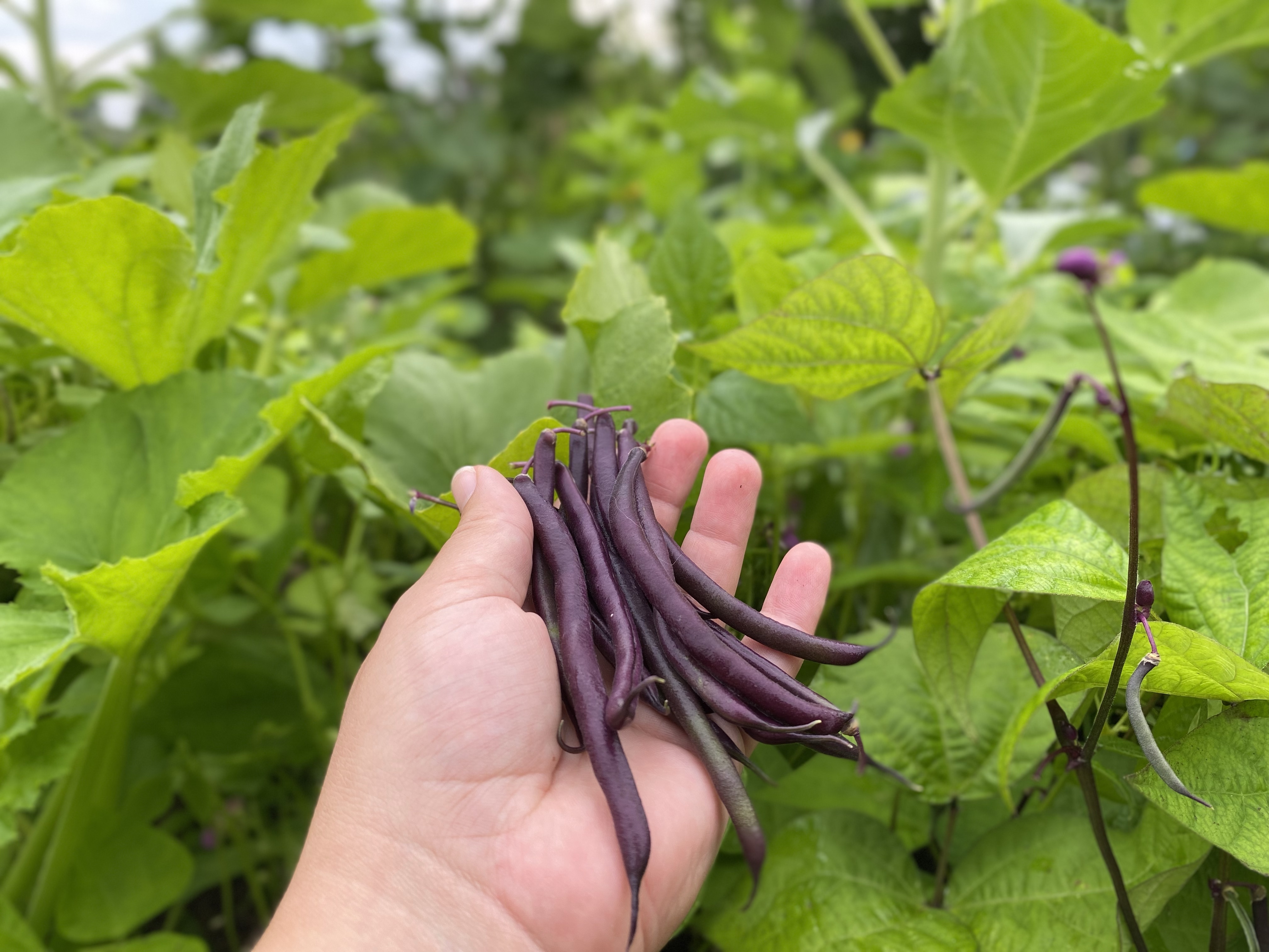 Worthwhile Vegetables to Grow | 10 Vegetables that are the Backbone to&nbsp;Gardening