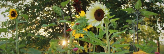 Flowers for Pollinators | Cottage&nbsp;Gardens