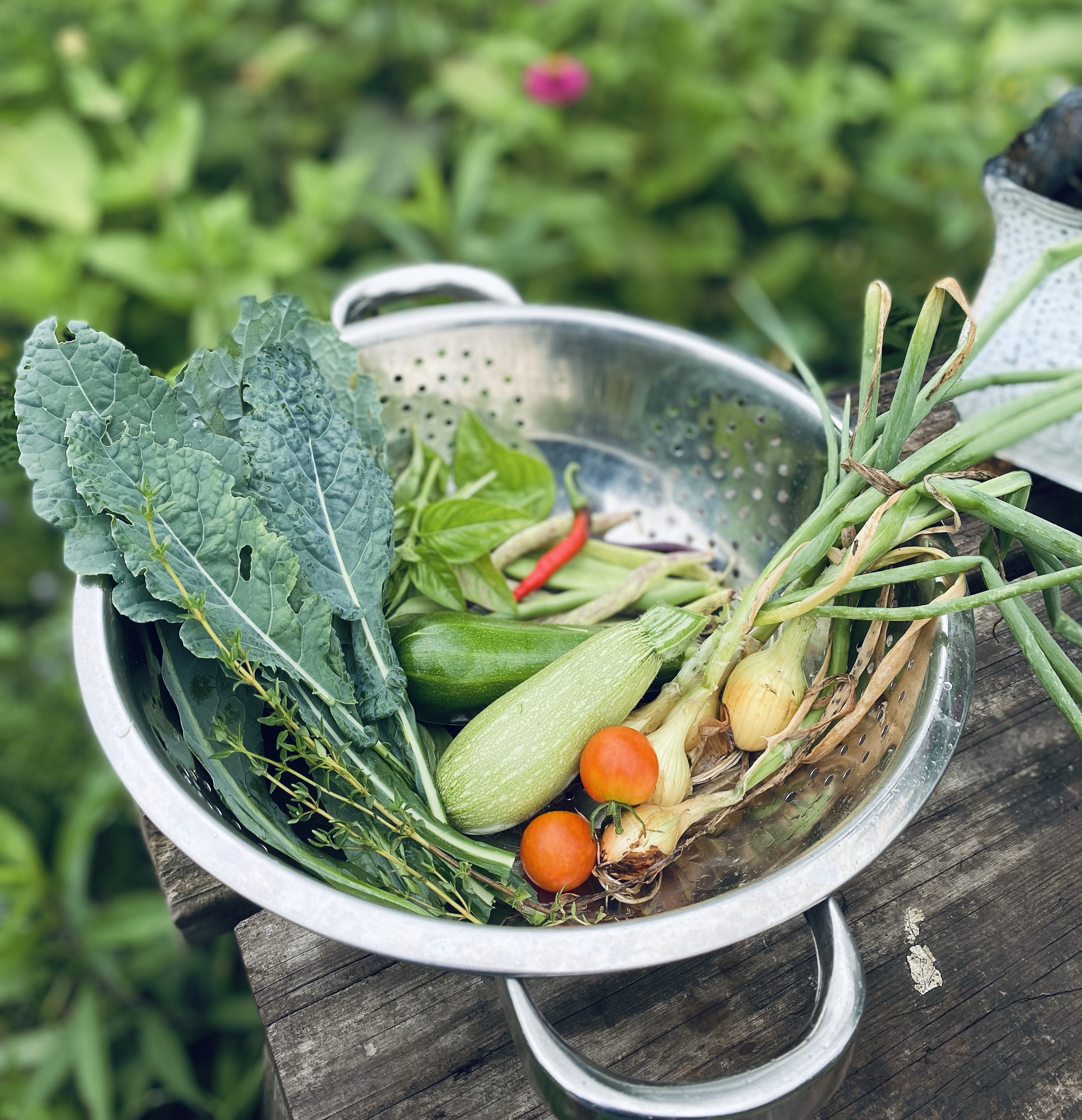 Useful Seeds to Plant in July for the Autumn Garden Useful Seeds to Plant in July for the Autumn Garden