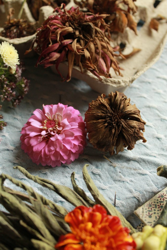 Saving Annual Flower Seeds | Zinnias, Marigolds,&nbsp;Cosmos