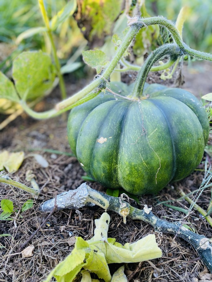 Squash Vine Borer Protection | Aluminum Foil trick
