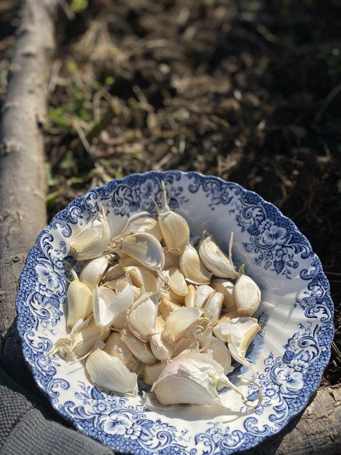 Planting Garlic Cloves | How to Grow Garlic in your&nbsp;Garden