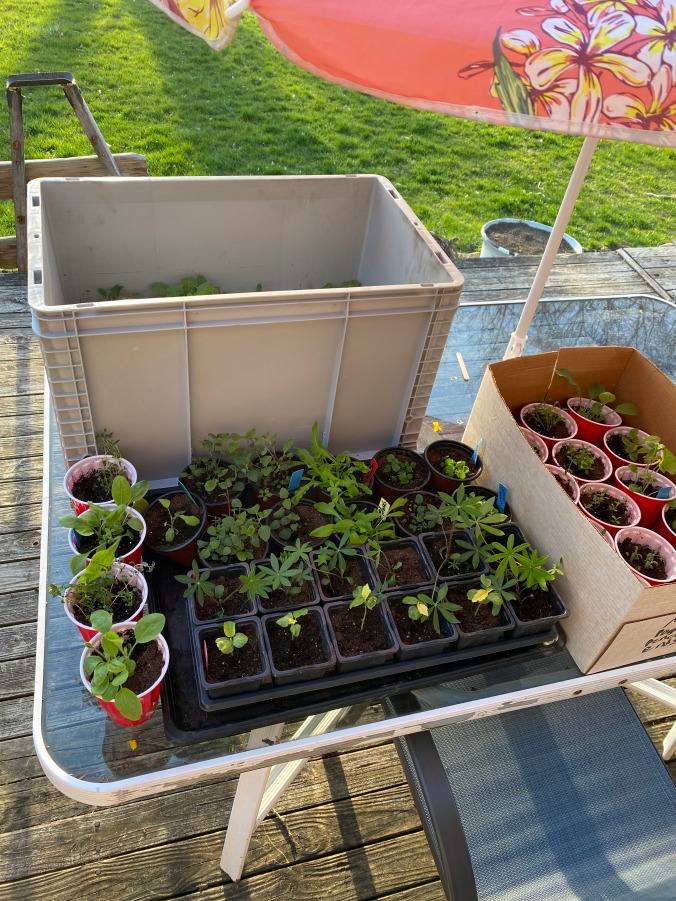 Hardening off your Seedlings without a Greenhouse