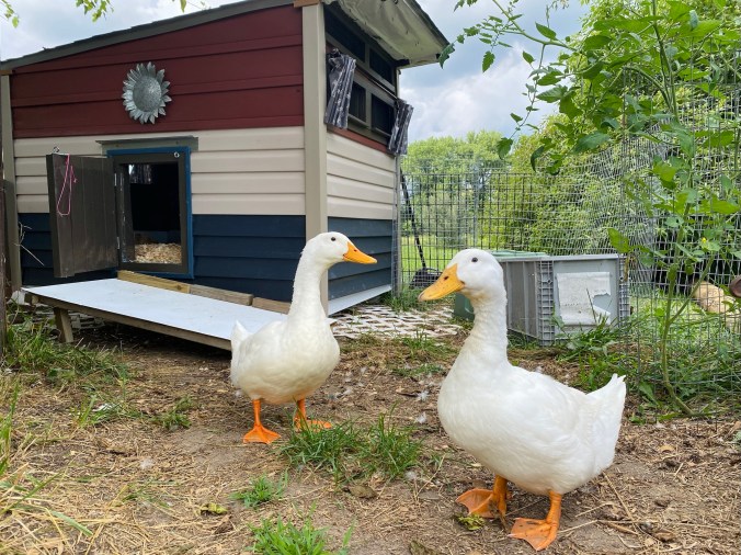 Duck House Upgrade | Coop ideas to avoid mold, mildew, and hard clean up
